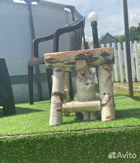 Котята в добрые руки бесплатно