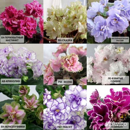 Обмен / Сортовые фиалки / Сенполия