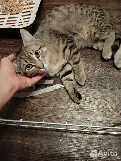 Котик в добрые руки