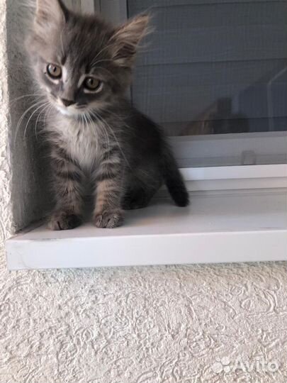 Котенок в добрые руки