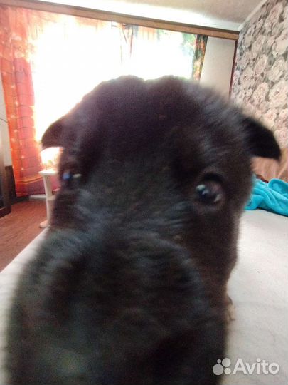 Щенок в добрые руки