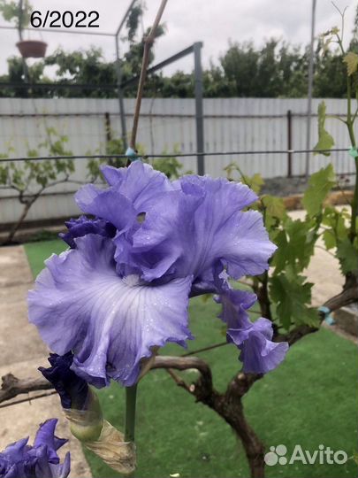 Ирис одноцветный