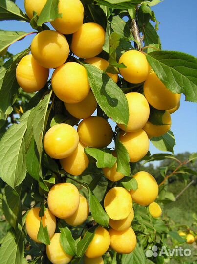 Плоды желтой сливы и Саженцы желтой сливы