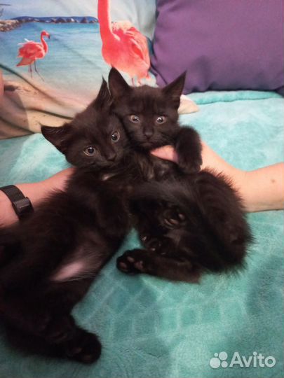 Котята в добрые руки даром