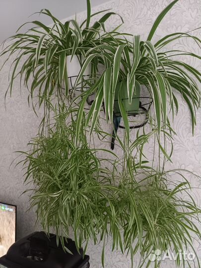 Хлорофитум