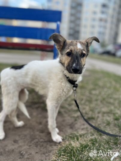 Собака в добрые руки