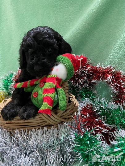 Пуделёк на Новый год)