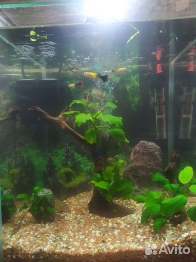 Аквариум