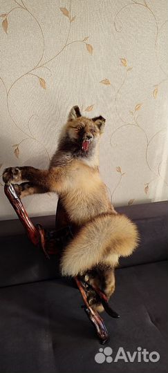 Чучело лисы