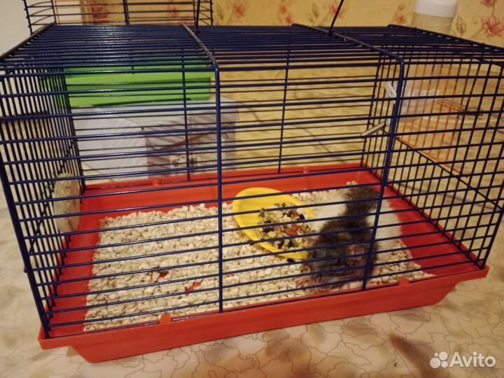 Декоративная крыса с клеткой