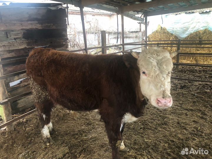 Бык и телочка