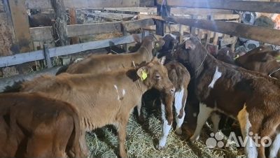 Телята бычки телки быстрая доставка