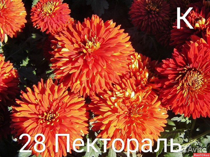 Хризантема корейская