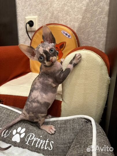 Сфинкс донской