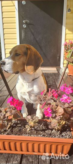 Кобель Бигль триколор