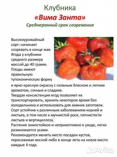 Саженцы клубники