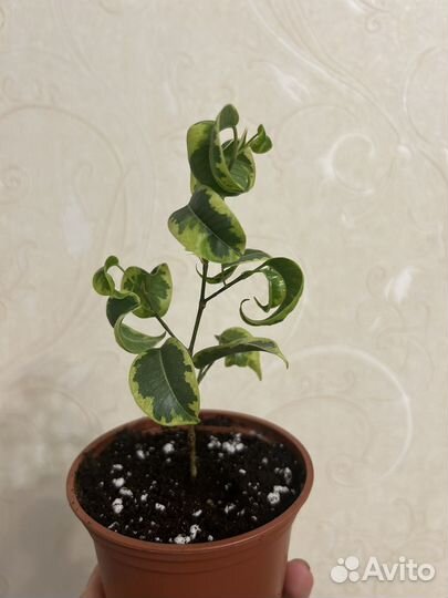 Фикус бенджамина Ирен