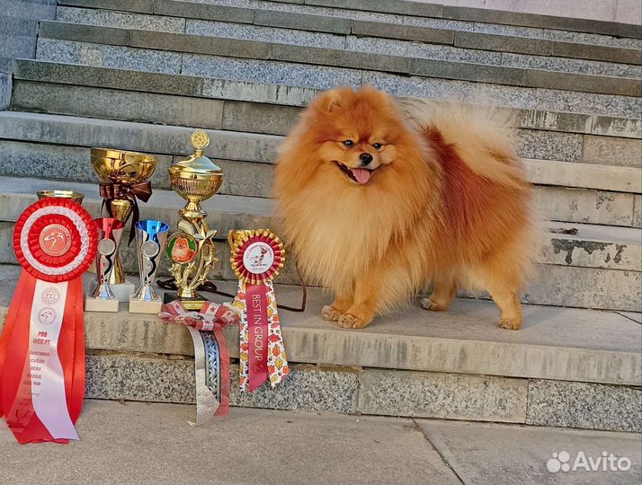 Шпиц-Чемпион для вязок