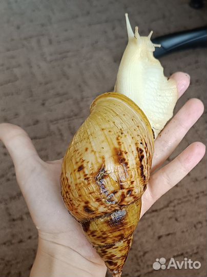 Улитки Ахатины