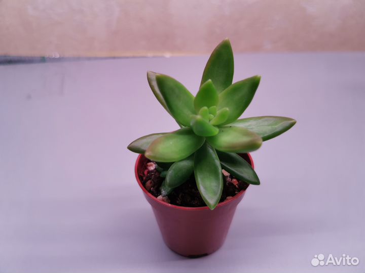 Суккуленты