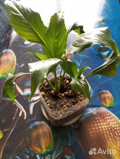 Комнатные цветы