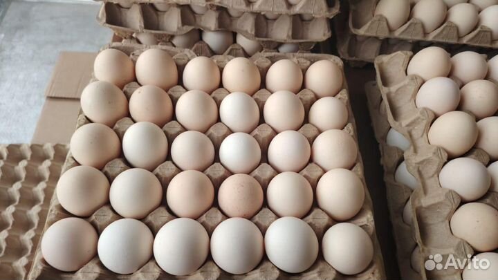 Инкубационное яйцо