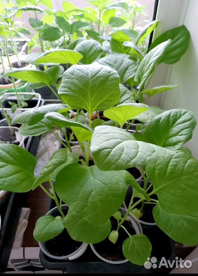 Рассада помидор, перец болгарский, баклажан и пр