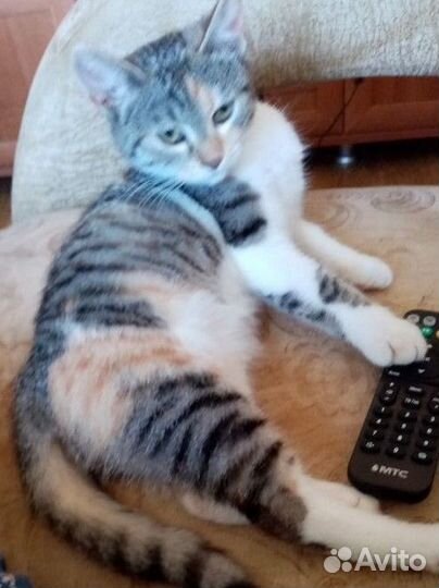Котенок