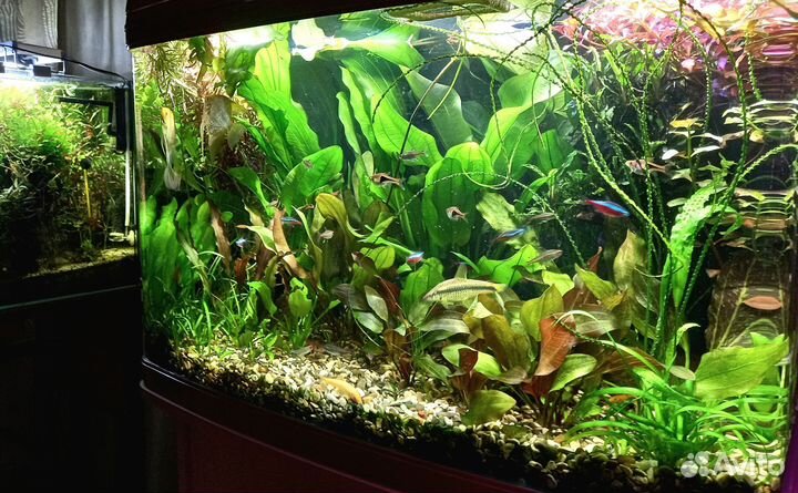 Прополка из аквариумов на фото