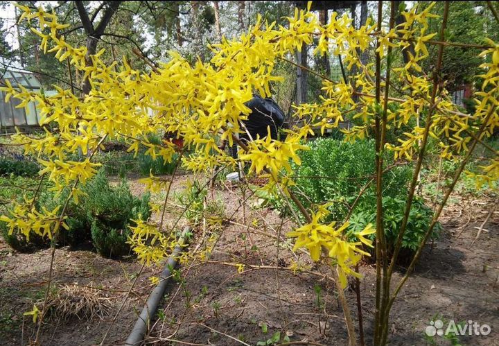 Форзиция, аралия маньчжурская