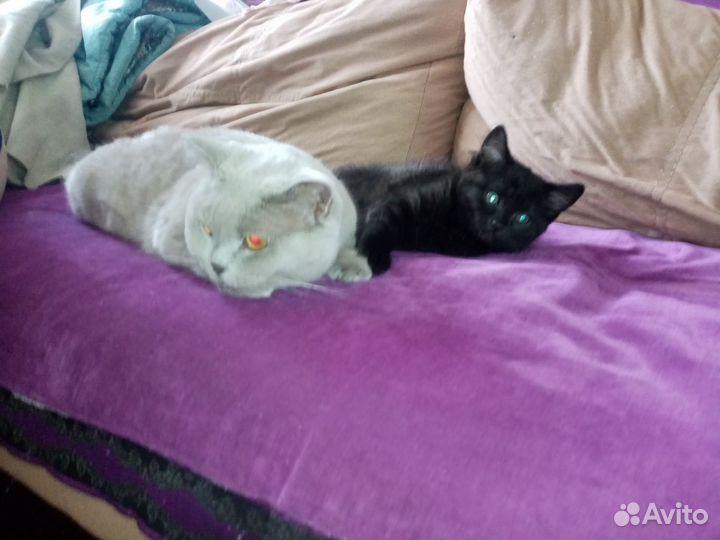 Котята в добрые руки, девочка