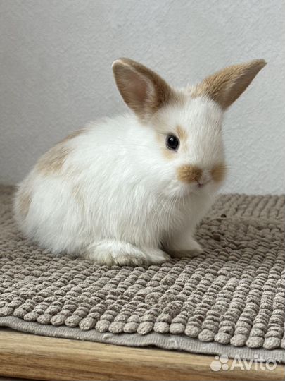 Карликовый декоративный кролик