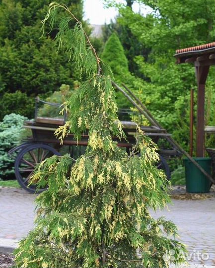 Кипарисовики Нутканские
