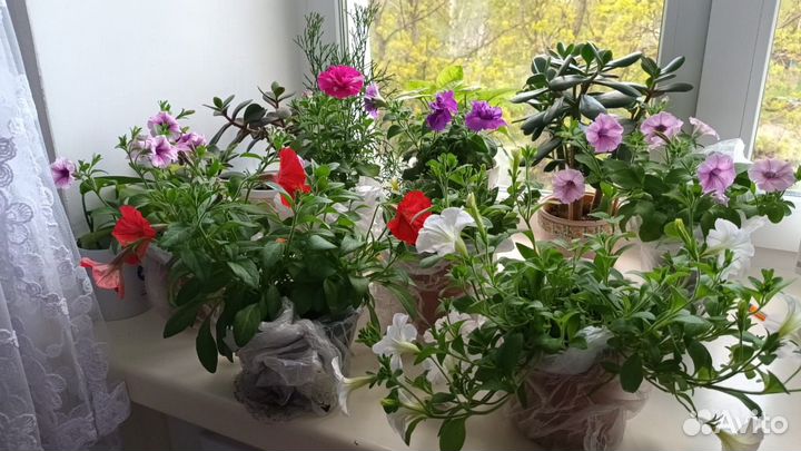 Петуния ампельная, кустик