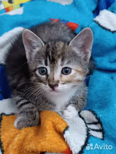 Трехцветная кошечка