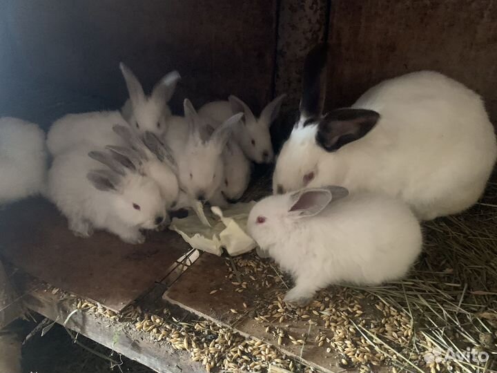 Кролики калифорнийские