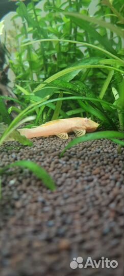 Аквариумные рыбки меченосцы, анцитрус и растения