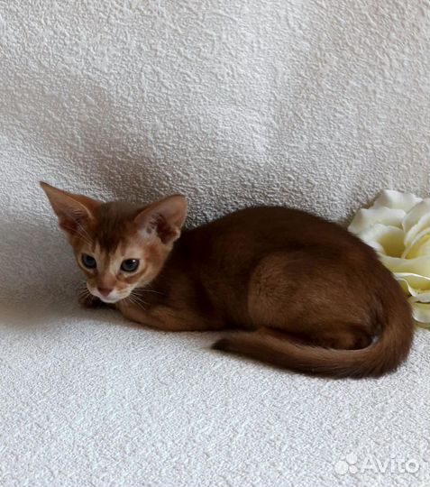 Абиссинская котята