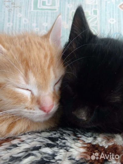 Кошка в дар бесплатно