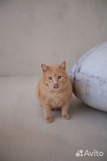 Кот 5+ кг