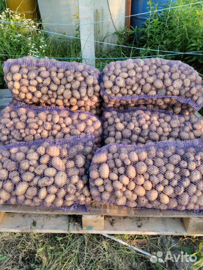 Картофель для животных