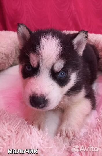 Щенки сибирской хаски