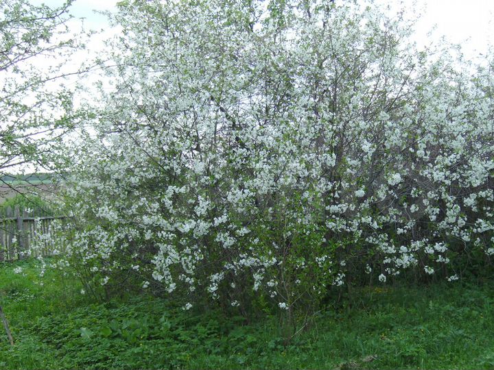 Дом 45 м² на участке 38 сот.