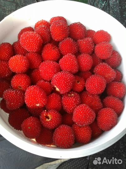 Ежемалина (Тибетская малина)