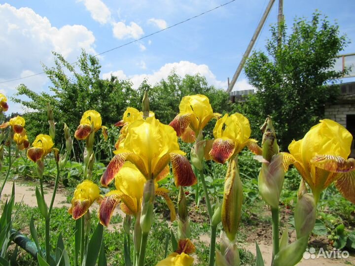 Цветов всегда мало