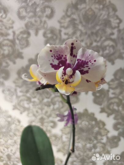 Орхидея Пиниф