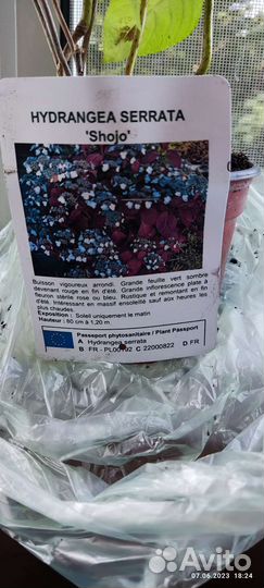 Hydrangea serrata shojo гортензия