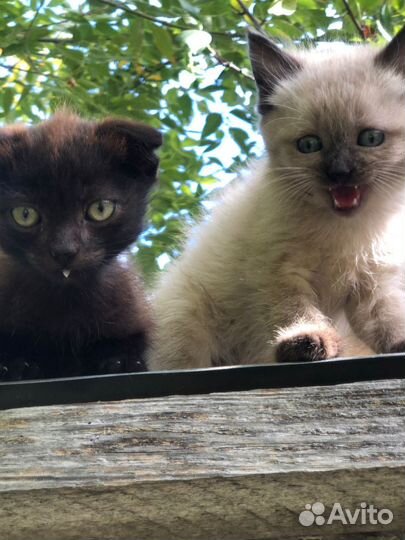 Котята в добрые руки