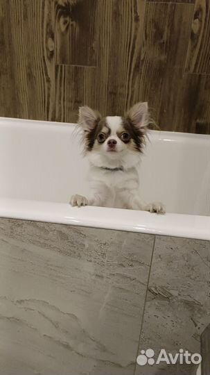 Чихуахуа мини