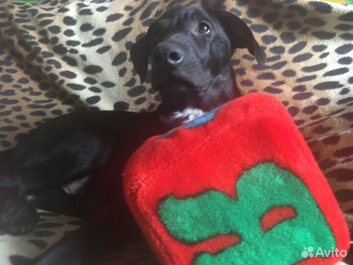 Щенок-мальчик 4 месяцев